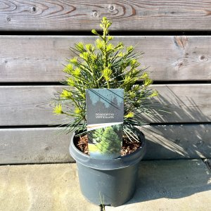Dáždnikovec praslenovitý (Sciadopitys Verticillata) – výška: 30-40 cm, kont. C5L